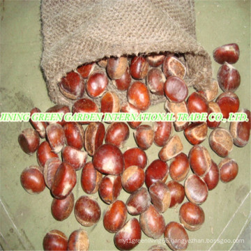 Chinese Fresh High Quality Chestnut